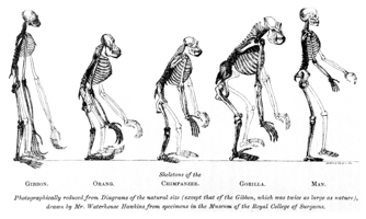huxley's evolution of man